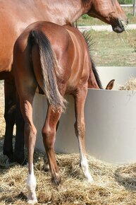 krmelec kruhový NOVÝ - 4