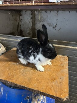 Chovná samice český strakáč - 4