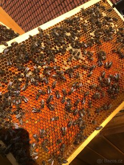 Oddělky a včelstva 2026 – mírná včelstva, vysoký výnos medu. - 4