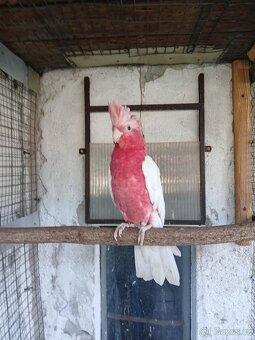 Kakadu růžový lutino - 4