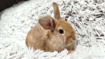 Zakrslý králík, králíček - LILI - 4