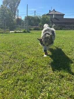 Daruji Malamuta pouze do dobrých rukou - 4