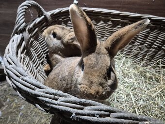 Kříženec český červený - 4