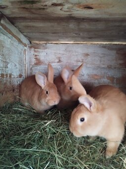 Burgundský králík - 4