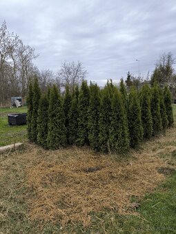 Thuja, Tůje, Smaragd - 4