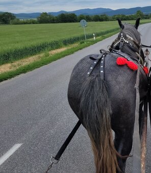 Predám Krásnu TAŽNU KOBYLU S PAPIERMI - 4