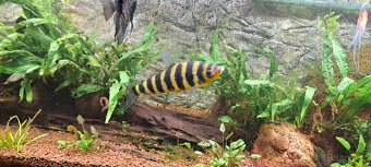 Leporinus páskovaný - 4