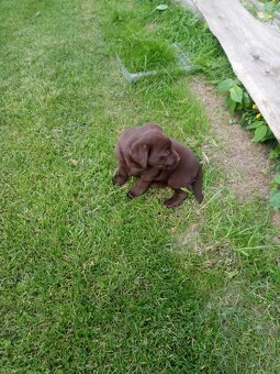 Hnědý labrador bez PP - 4
