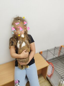 Prodám králíka - 4
