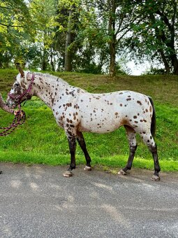 Apaloosa pony - 4