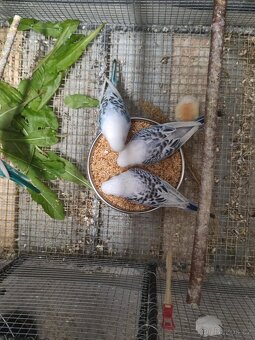 Agapornis a Andulky - 4