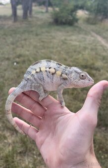 Chameleoni Nosy be Blue - 4