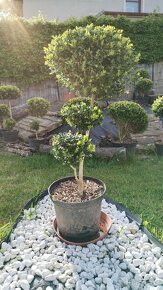 BUXUS - kmínek, koule, zimostráz obecný - 4
