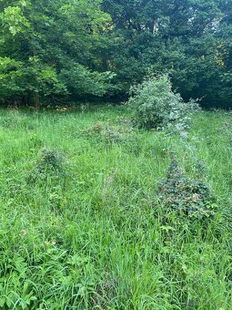 Pronajmu zahradu - 4