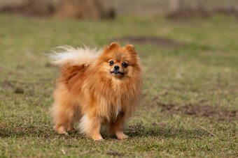 Pomeranian s PP - 4