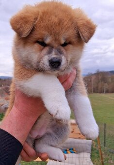 Stene akita inu s Pp - 4