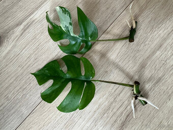 Rhaphidophora tetrasperma variegata (Monstera Minima) - 4