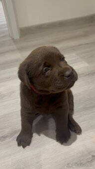 Štěňata Labradorský retrívr - 4