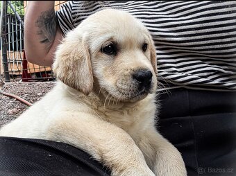 Labrador, štěňátka - 4