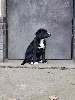 Štěňata - kříženci - 4