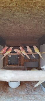 Neoféma Bourek rubino,lutino - 4