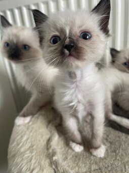 Kocourci Ragdoll bez pp - 4