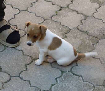 Jack Russel Terrier fenka bez PP - 4