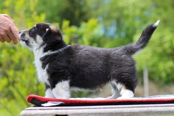 Welsh corgi pembroke s PP - 4