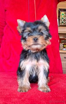 Yorkshire terrier s PP - psík - 4