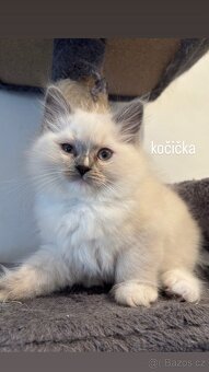 Ragdoll koťátka - 4
