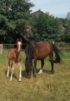 Hřebeček welsh part-bred po Hulst Curioso - 4