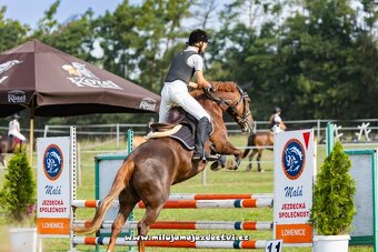Prodej pony klisny - 4