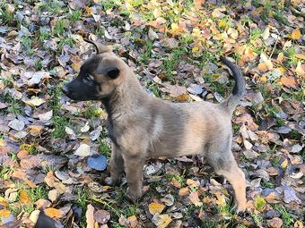 Belgicky ovcak malinois - 4