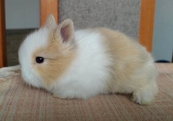 Zakrslý Teddy králík, králíček. - 4