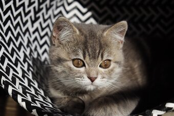 Britská modrá krátkosrstá kočka koťátko - 4