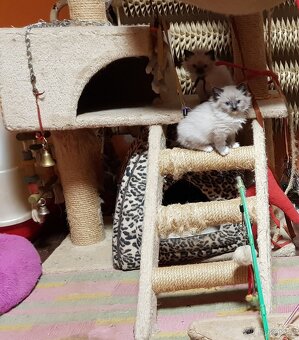 NABÍZIM Ragdolla - 4