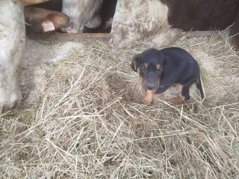 Štěňata křížence labradora - 4