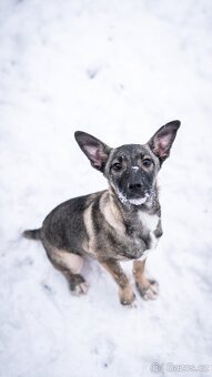 Anna - 4měsíční štěně, malá veselá holčička - 4