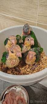 Amazonek bělobřichy - 4