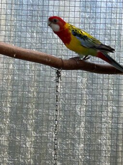 Rosela gold mantel - 4