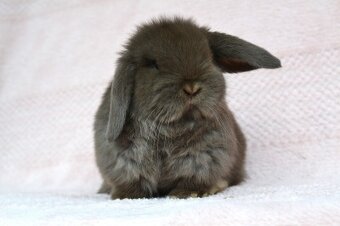 Krásný minilop k rezervaci - 4