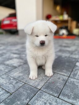 Akita inu s PP - 4