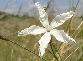 Hvozdík pozdní - Dianthus serotinus 600 semen 50 Kč - 4