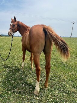 QH valach po AP Royal Bar - 4