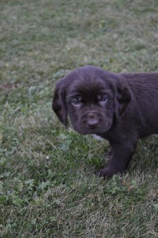 Německý křepelák - 4