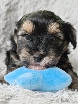 Jorkšírský teriér Yorkshire  s PP - 4