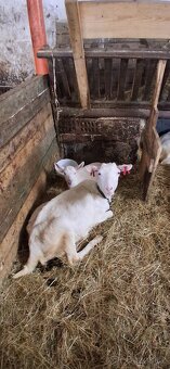 Kozel,kozi,kuzlata - 4