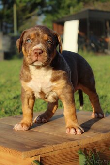 American Bully XL - 4