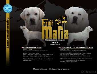Labradorsky retrívr štěňata - 4