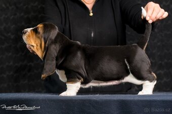 Basset Hound s PP - štěňata - 4